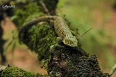 Abronia graminea