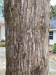 Juniperus virginiana