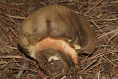 Caloboletus frustosus