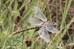 Phanogomphus militaris