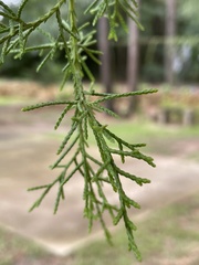 Juniperus virginiana