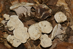 Phellodon confluens