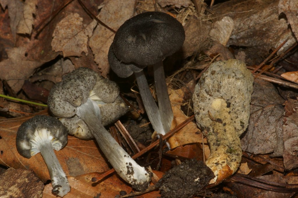 Hypomyces porphyreus