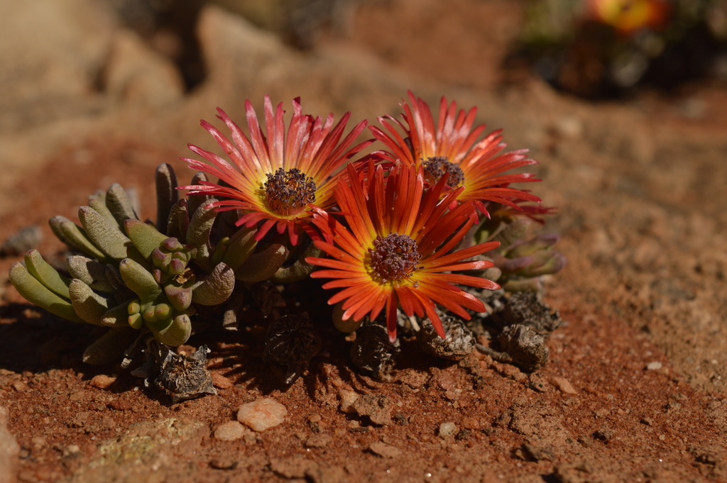 Cephalophyllum regale