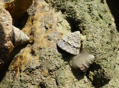 Bembicium