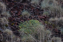 Potentilla richardii