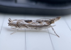 Prionapteryx achatina