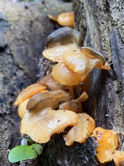 Fungi