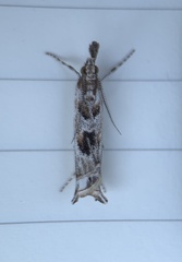 Prionapteryx achatina