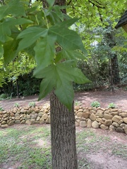 Liquidambar styraciflua