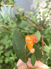 Impatiens capensis