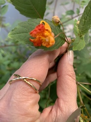 Impatiens capensis