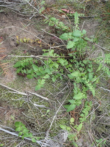 Image of Valeriana capensis by (c) Nicola van Berkel, some rights reserved (CC BY-SA)
