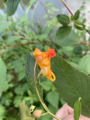 Impatiens capensis