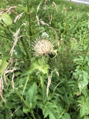 Cirsium oleraceum