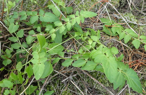 Image of Valeriana capensis by (c) Nicola van Berkel, some rights reserved (CC BY-SA)