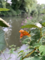 Impatiens capensis