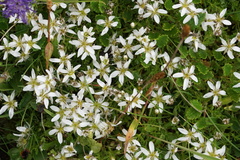 Arenaria biflora