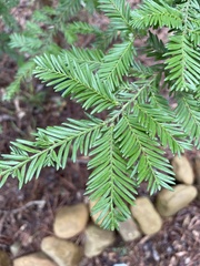 Sequoia