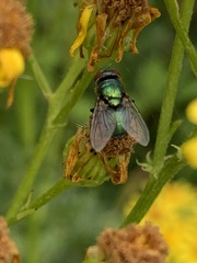 Lucilia sericata