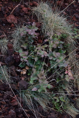 Berberis alpina