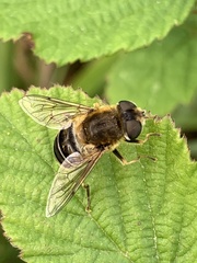 Eristalis nemorum