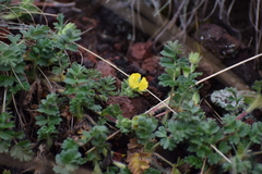 Potentilla richardii