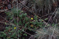 Potentilla richardii