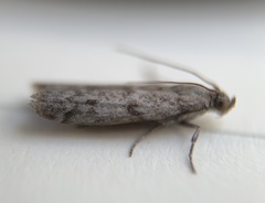 Eurythmia angulella
