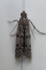 Eurythmia angulella