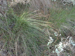 Schoenus graciliculmis