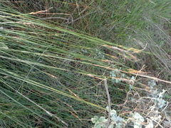 Schoenus graciliculmis