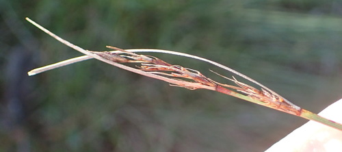 Image of Schoenus graciliculmis by (c) Nicola van Berkel, some rights reserved (CC BY-SA)