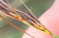 Schoenus graciliculmis