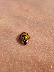 Harmonia axyridis