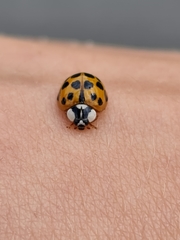 Harmonia axyridis