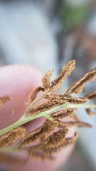Cryptogramma acrostichoides