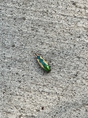 Buprestis viridisuturalis