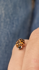 Harmonia axyridis