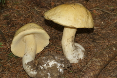 Boletus nobilis