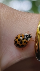 Harmonia axyridis