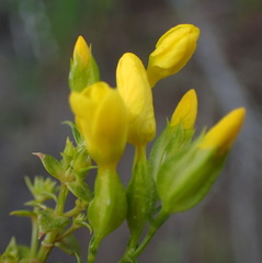 Sebaea stricta