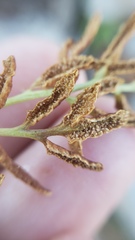 Cryptogramma acrostichoides