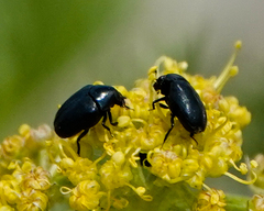 Orphilus subnitidus