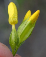 Sebaea stricta