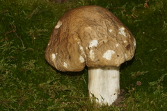 Boletus nobilis