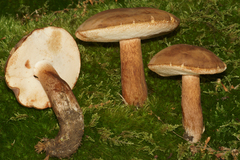 Tylopilus ferrugineus