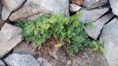 Cryptogramma acrostichoides