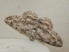Ascotis reciprocaria