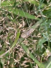 Roeseliana roeselii